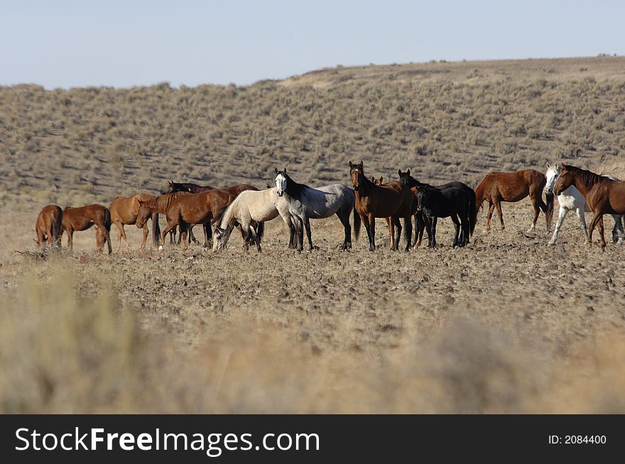Wild horses standing and feeding