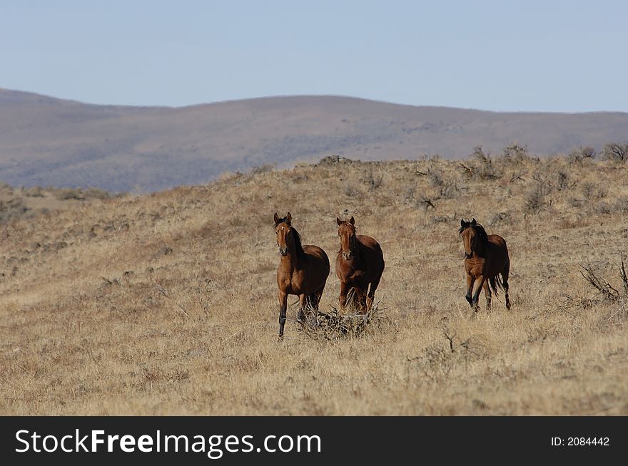 Wild horses in wide open places