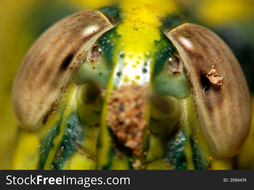 A big head of grass hopper in the parks