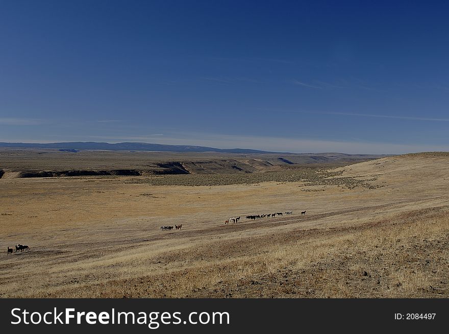 Wild horses in wide open places shown in eastern washington