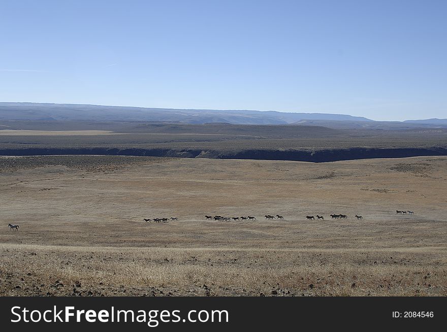 Wild Horses In Wide Open Places