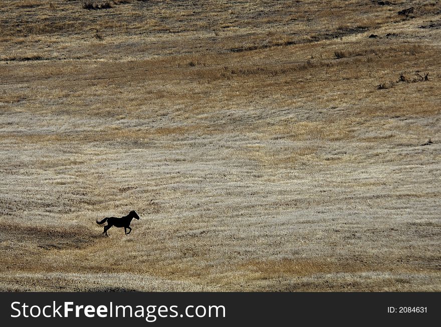 Wild horse running in the hills in eastern washington