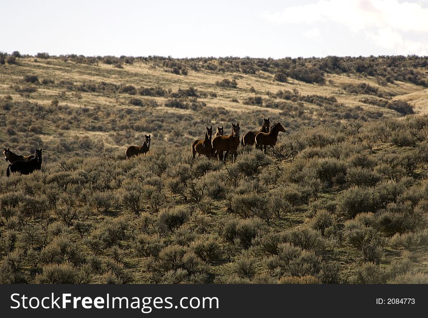 Wild horses standing in sagebrush