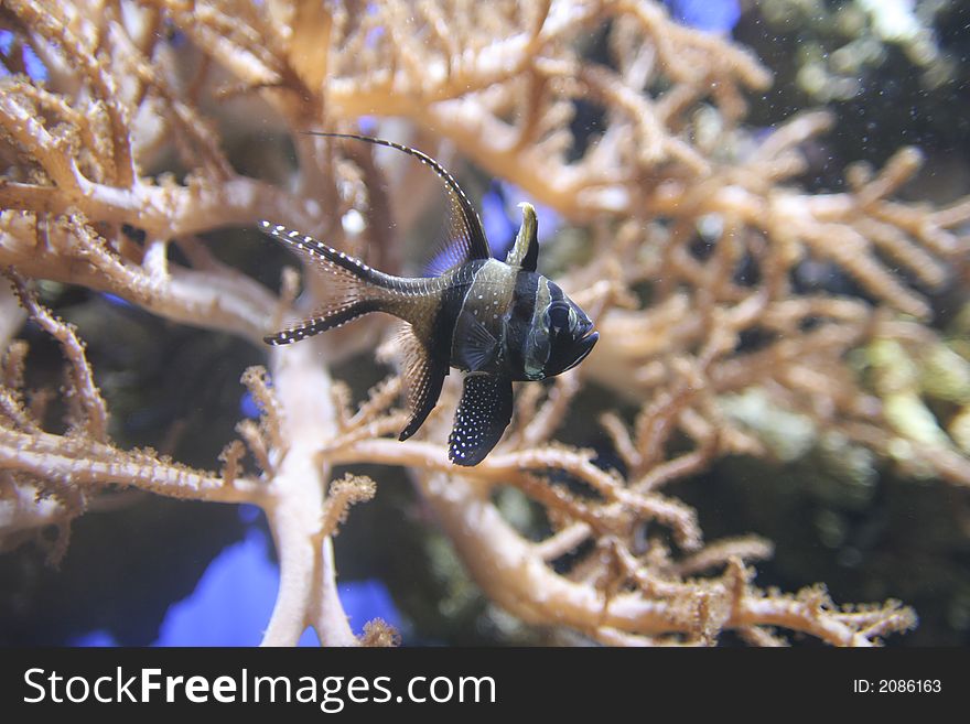 Tropical fish in water with corals