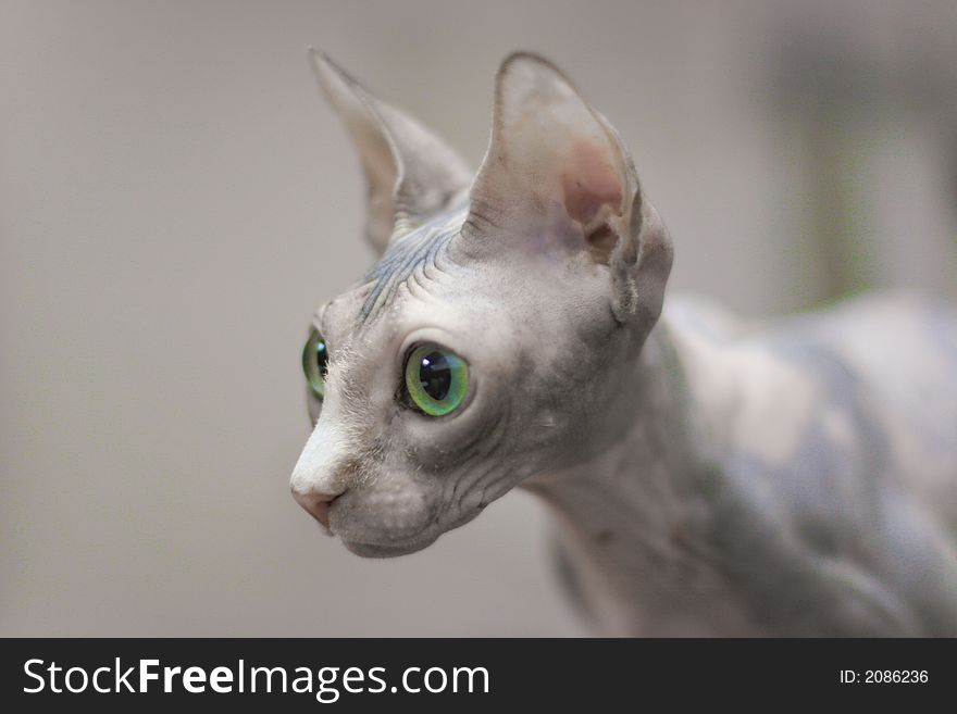 Esmerald eyes canadian sphynx stared