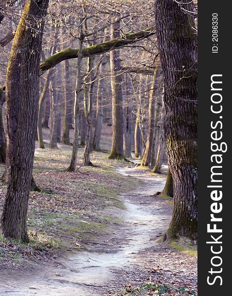 Wonderful forest in Maksimir park, Zagreb, Croatia