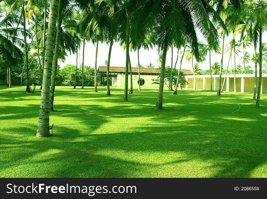 Green Grass and coconuts in a hotel