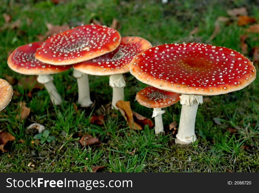 Six fly agarics in automn, surrounden by brown leafs, plants and grass