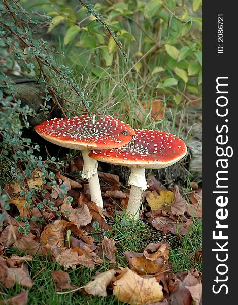 Two fly agarics in automn, surrounden by brown leafs, plants and grass