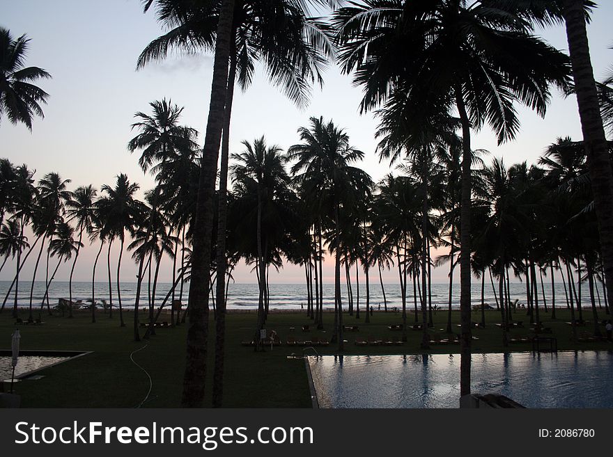 Silhouette of coconut tree at sunset