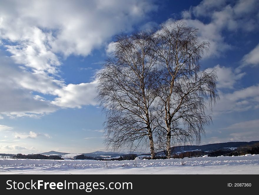 Two birches in winter, snow and clouds