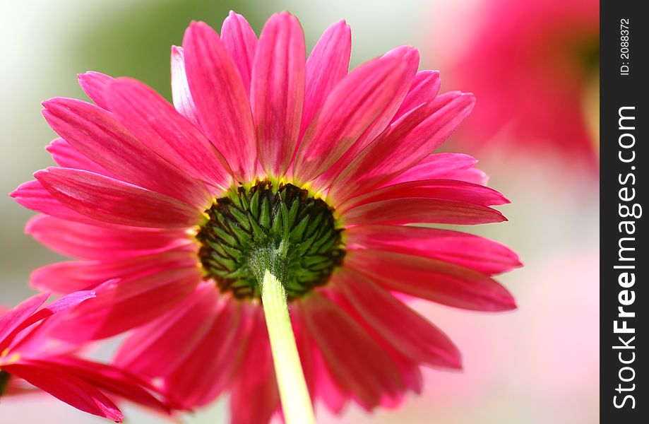 Close-up of a Pink Daisy. Close-up of a Pink Daisy.