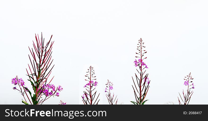 Subtle Flower Arrangement with Copyspace. Subtle Flower Arrangement with Copyspace