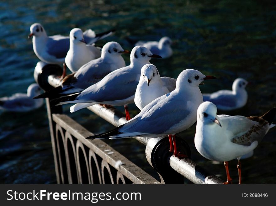 A Row of Birds. Concept Chilling out. A Row of Birds. Concept Chilling out.