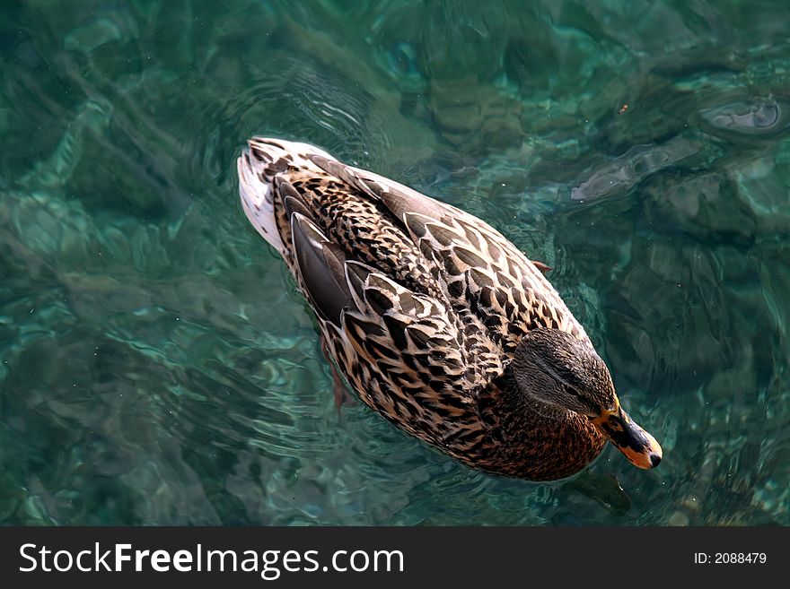 Young Duck in a Lake