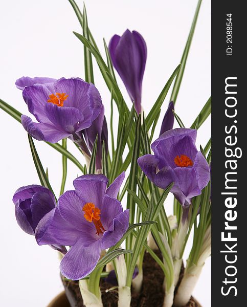 Violet crocus on white background