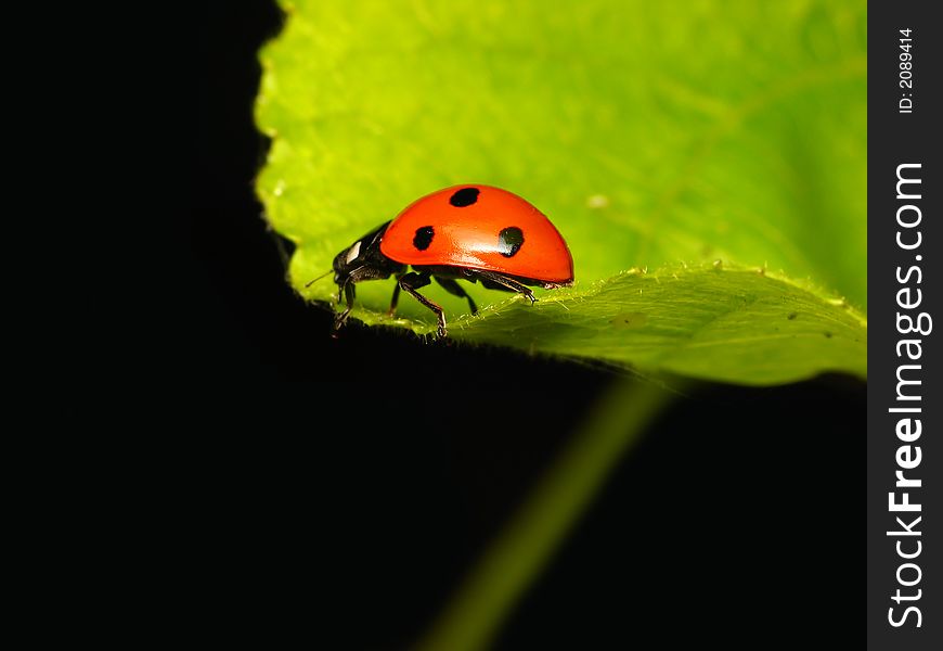 Ladybug / ladybird on green leaf