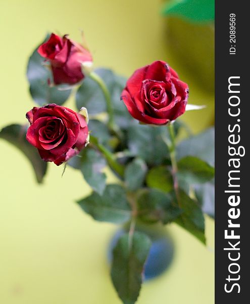 Bouquet of three dark red roses in small blue vase, close shot. Bouquet of three dark red roses in small blue vase, close shot