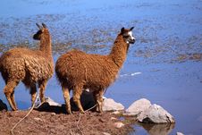 Two Llamas Near Water Royalty Free Stock Images Two Llamas Near Water Royalty Free Stock Images