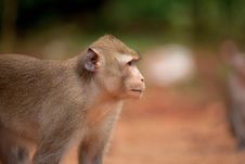 The Monkey Looks In A Distance Royalty Free Stock Photography