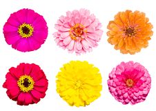 Collection Of Zinnia Flower Stock Photos Collection Of Zinnia Flower Stock Photos