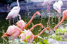 Greater Pink Flamingo Stock Photo Greater Pink Flamingo Stock Photo