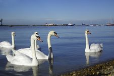 Swans On The Thames Royalty Free Stock Photography