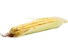 Ear Of Corn Royalty Free Stock Images