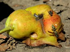 Pear And Bee Stock Photos Pear And Bee Stock Photos