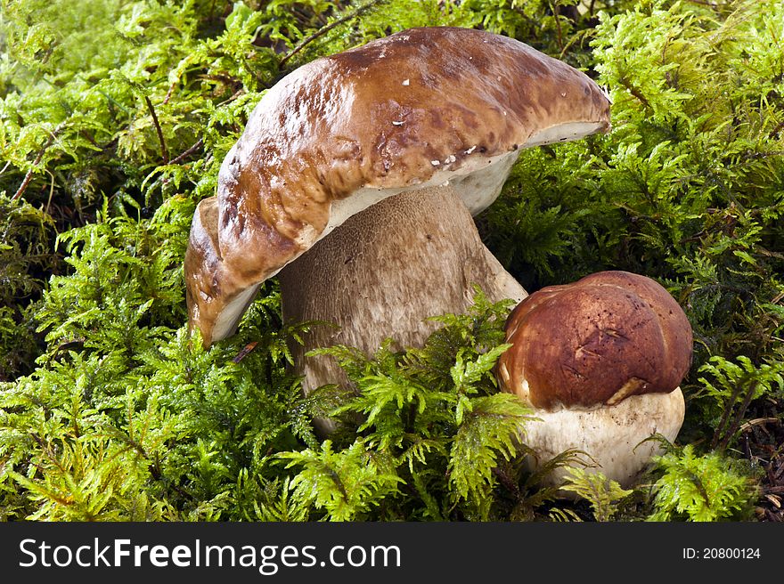 Mushrooms In The Moss