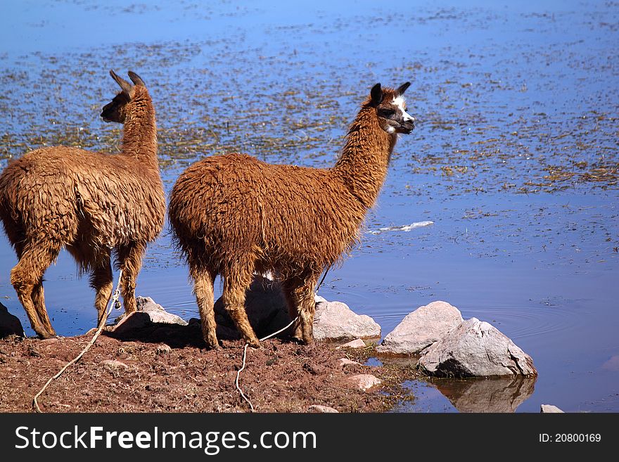 Two brown llamas near water. Two brown llamas near water