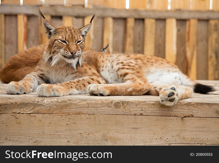 A close-up of a bobcat sleeping on wooden board