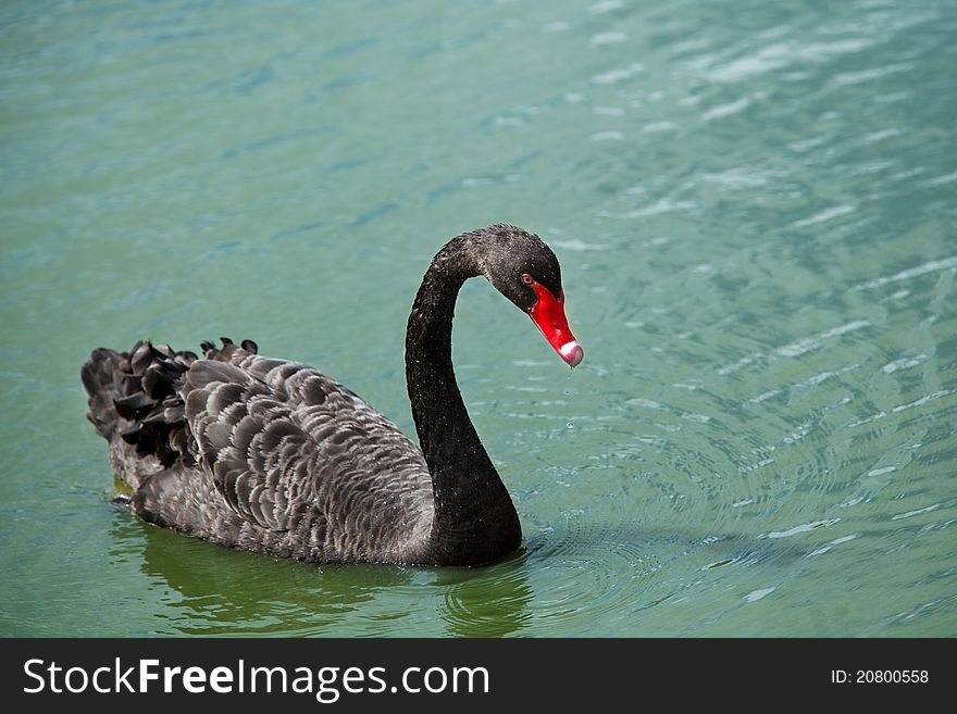 A black swan swimming on a pond. A black swan swimming on a pond.