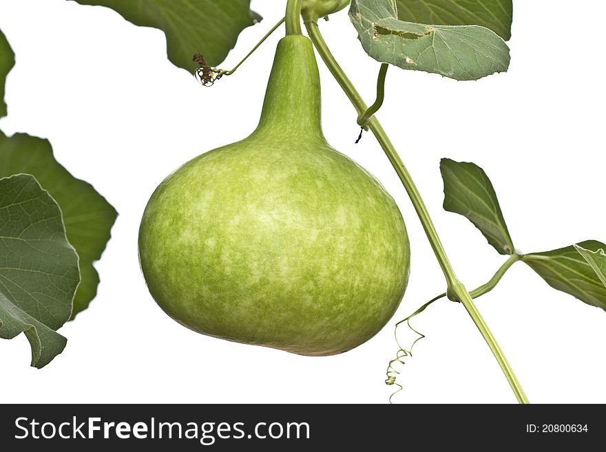 A calabash vegetable on white background