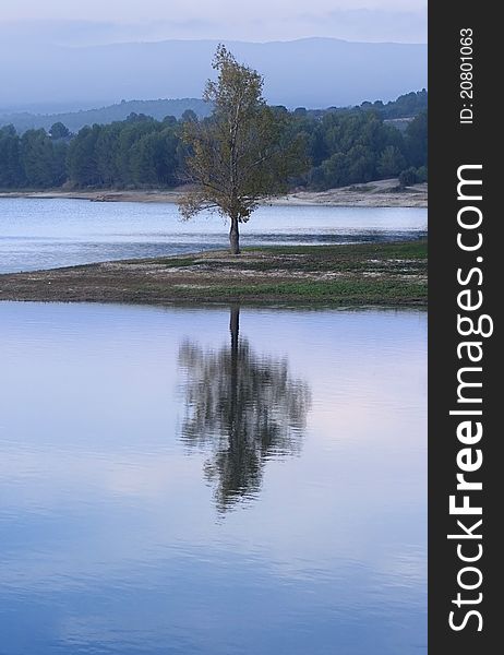 The reflection of a tree on a lake. The reflection of a tree on a lake