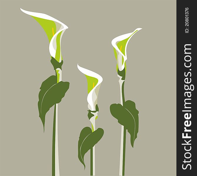 Vector Illustration Of A Zantedeschia Flower