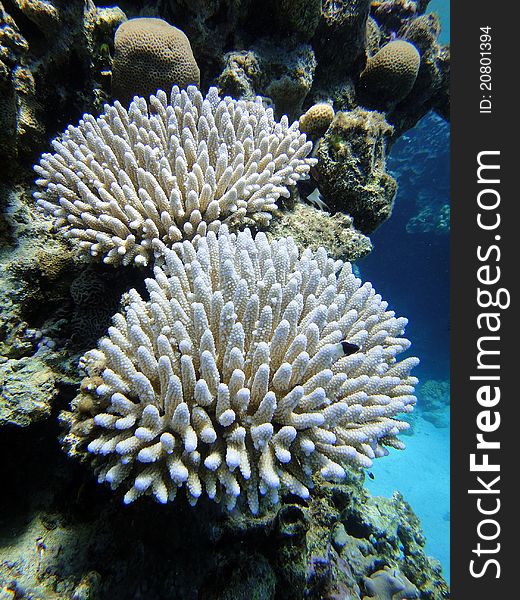 White Corals