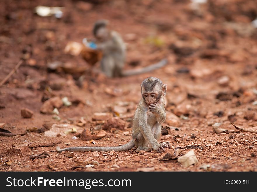 The cub of a monkey sits on the brown earth. The cub of a monkey sits on the brown earth