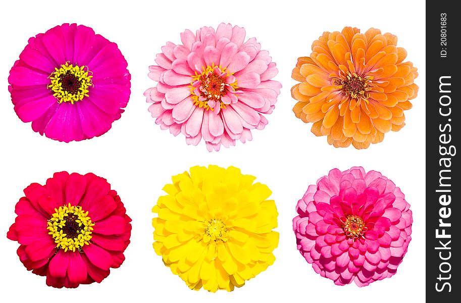 Collection of blooming zinnia flower. Collection of blooming zinnia flower