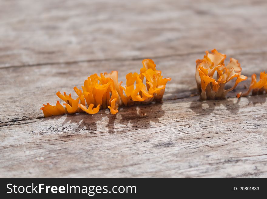 Let the mushrooms the size and color. Occurs naturally in the forest or the trees to dry. Let the mushrooms the size and color. Occurs naturally in the forest or the trees to dry