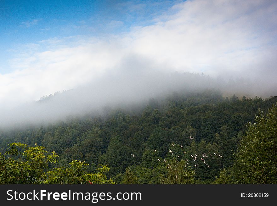 Green Mountain Forest