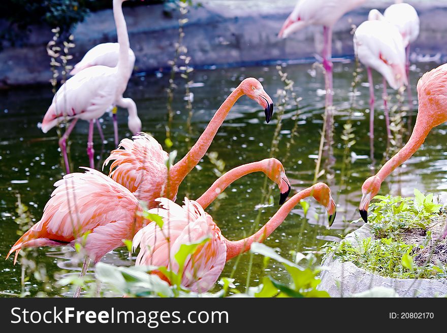 Greater pink flamingo - Phoenicopterus ruber roseus. Covey lives by in a pond.