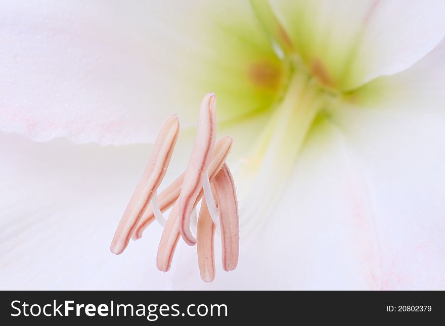 Close up of a blooming Amaryllis