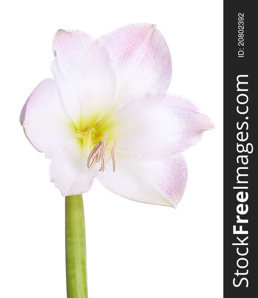 Close up of a blooming Amaryllis