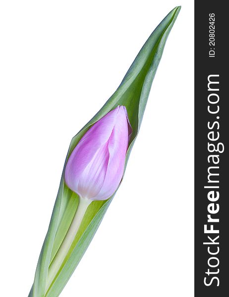 Pink tulip isolated on a white background