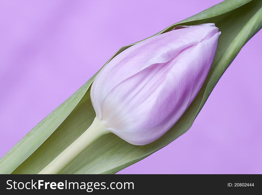 Pink tulip on pink background