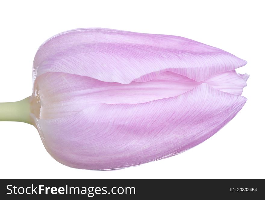 Pink tulip on a white background