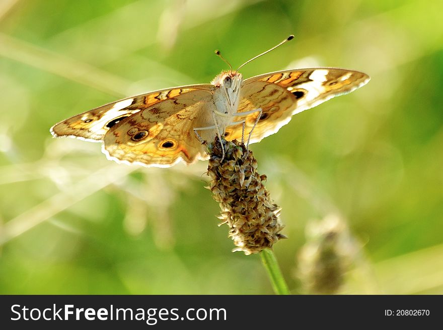 Common Buckeye butterfly at sunset - Junonia coenia. Common Buckeye butterfly at sunset - Junonia coenia