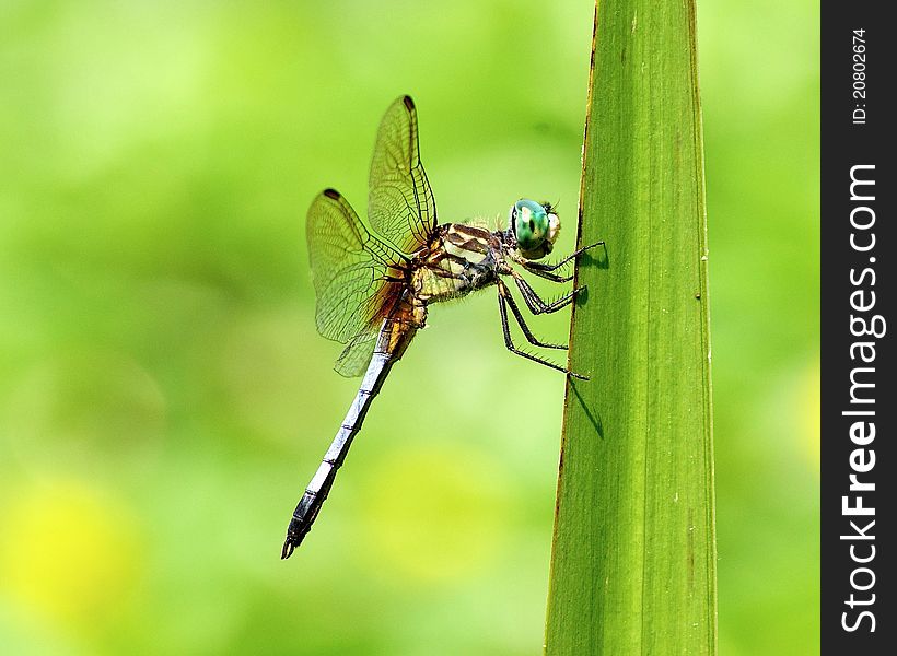 Dragonfly On Blade Of Grass