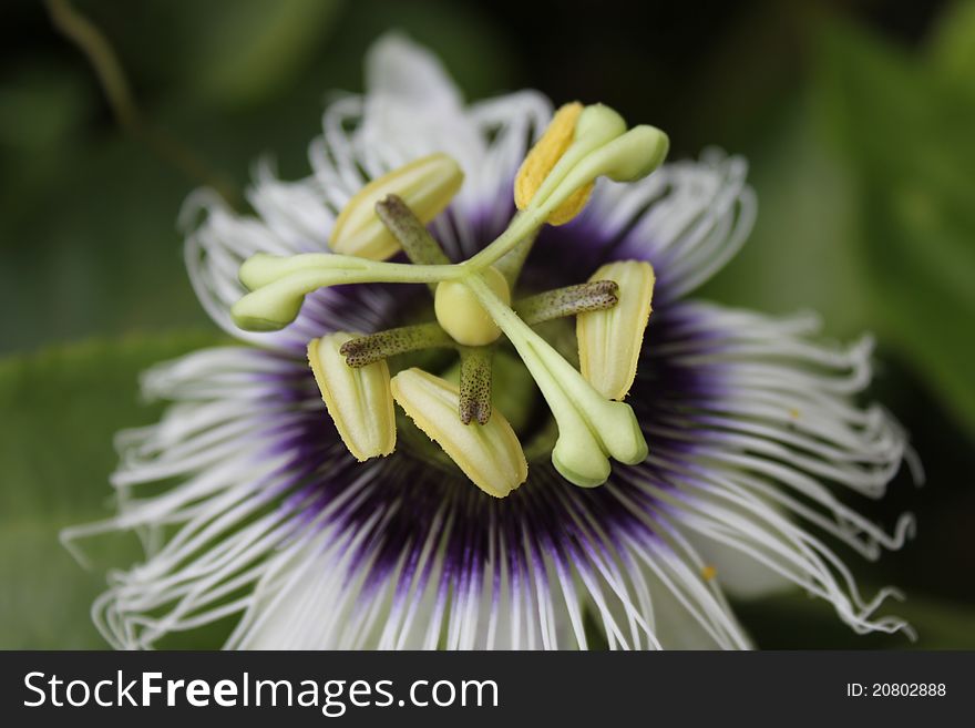 Passion Fruit Flower